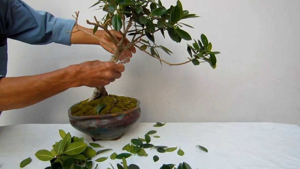 How To Take Care Of A Bonsai Tree Bonsai Photography