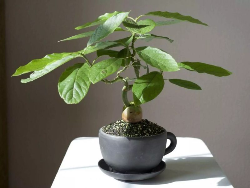 avocado bonsai