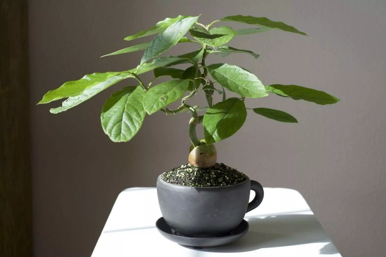 avocado bonsai