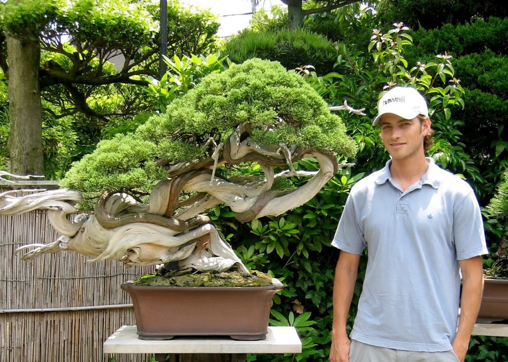 bonsai trees