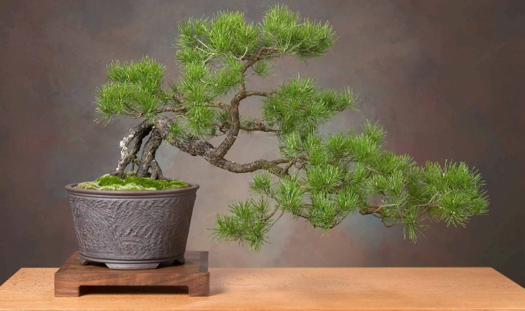 bonsai tree