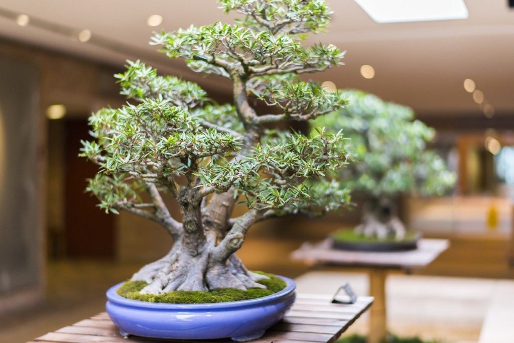 bonsai trees