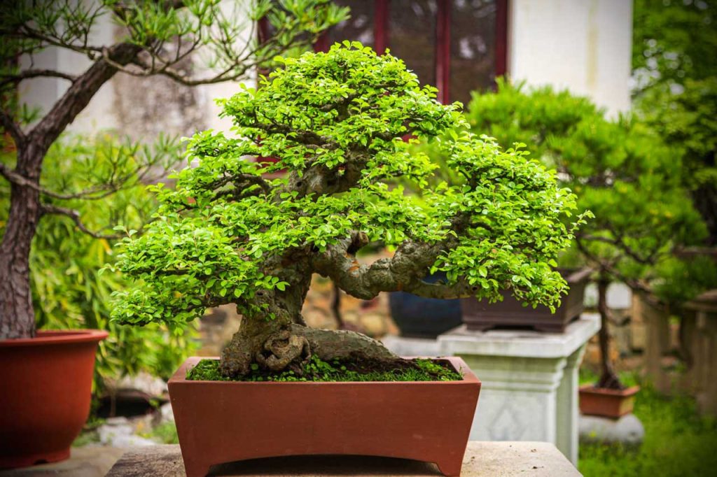 Oldest Bonsai Trees in the World